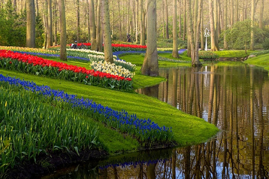 BarrisStrey's tweet photo. Keukenhof garden https://t.co/a8B27r0OQQ
