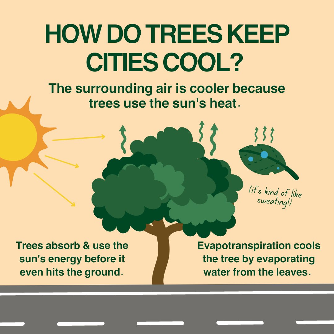 Trees are cool! 😎 In addition to providing shade, trees also cool down the air by using the sun's energy (aka heat) in evapotranspiration.