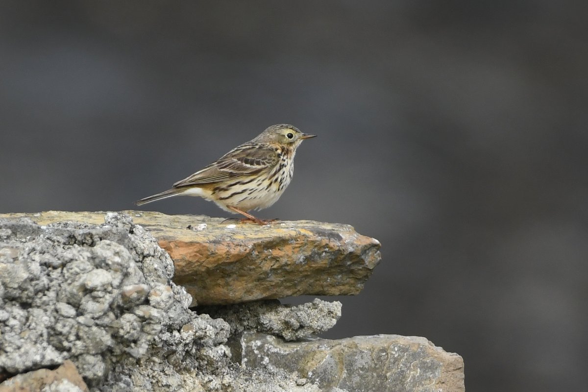 It's a pipit and it's sat on a rock, so it must be a... Meadow Pipit! #Birding #Orkney #birdphotography #Nature