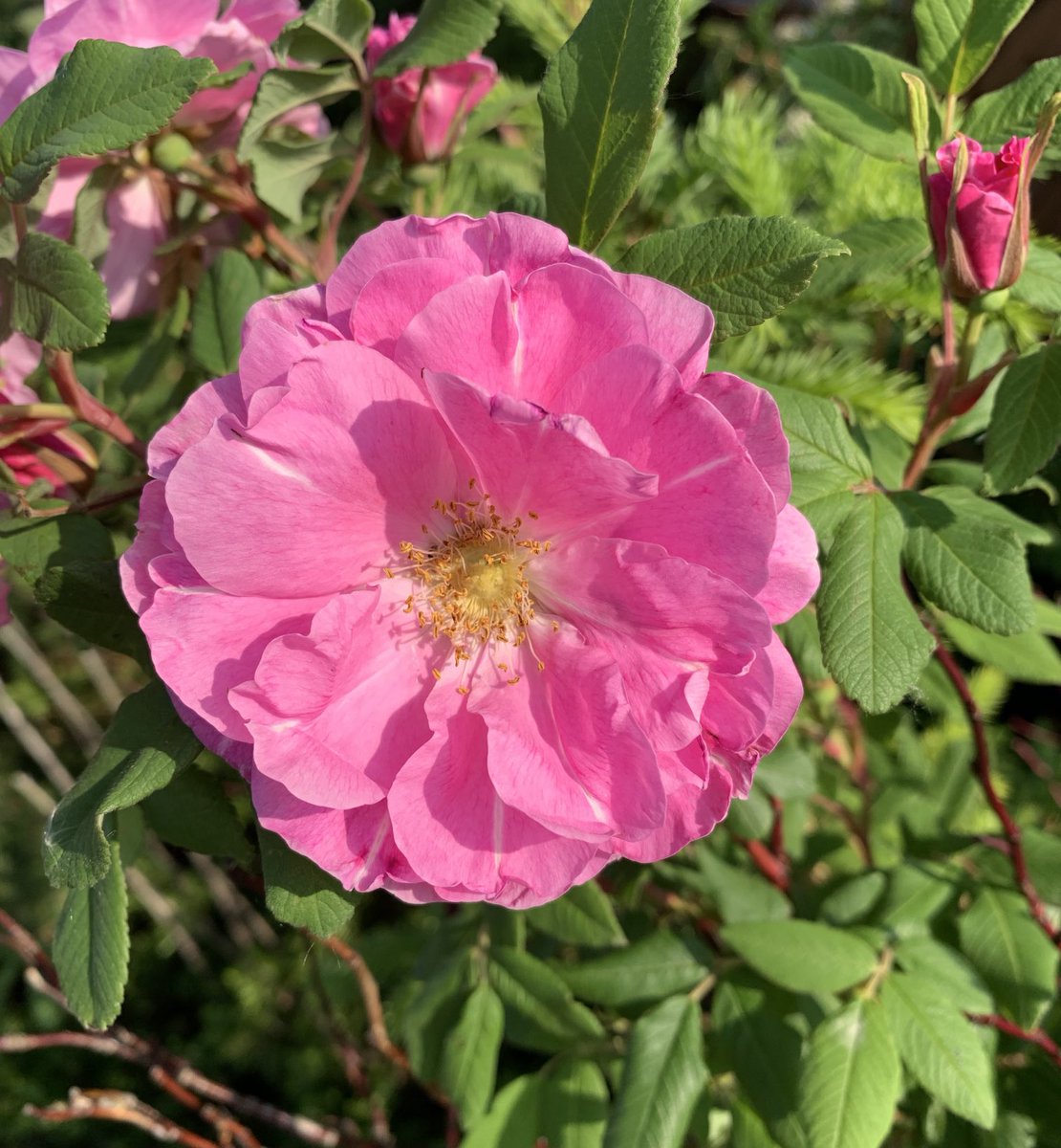 Symbol of Alberta the Wild Rose 😊 Happy #RoseWednesday
