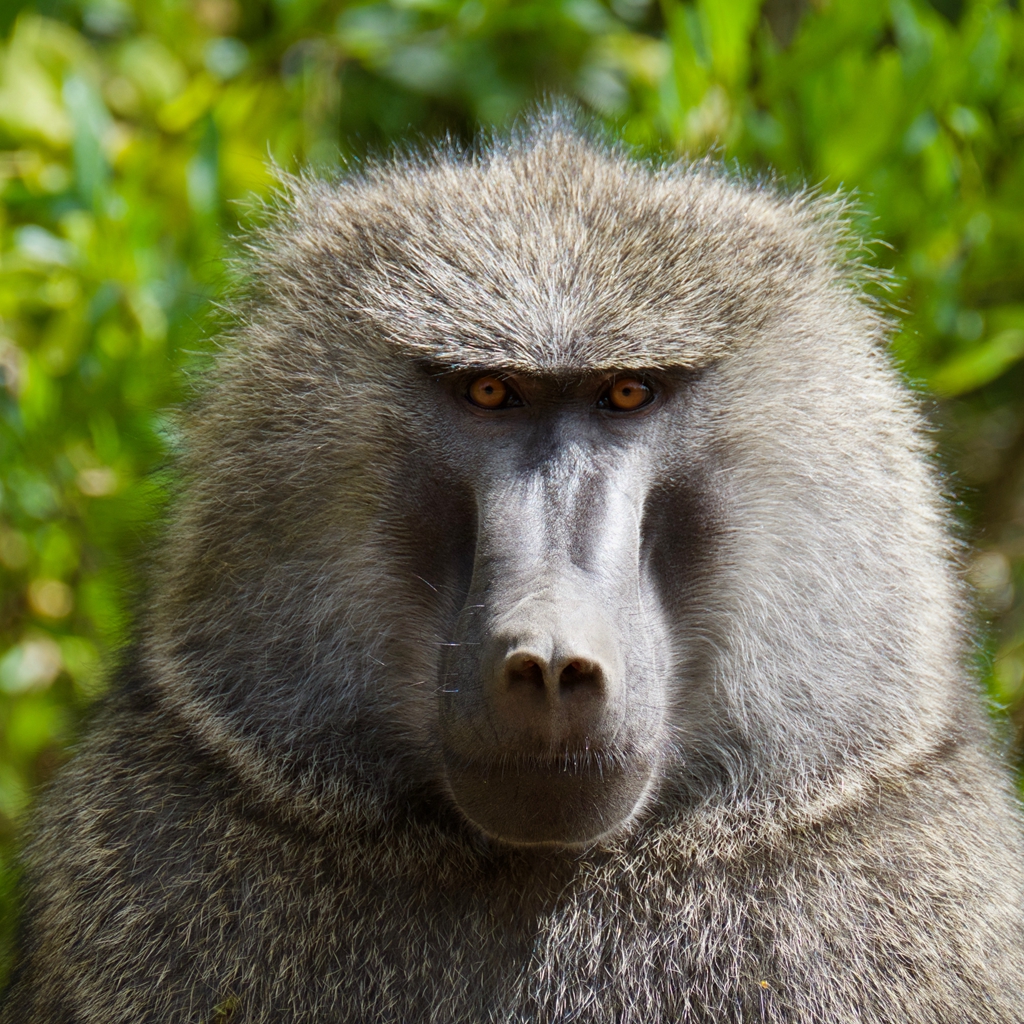 #Headshot of #baboon , #Kenya

.
.
.
#Omnivorous
#BaboonHeadshot
#WildBaboon
#WildPrimate
#KenyaBaboon
#OldWorldMonkey
#KenyaWildlife
#AfricanWildlife
#AfricanBaboon
#KenyaTrip

 #NaturalHabitat #WildAnimal #Wildlife #WildlifePhoto #WildlifeProtection #WildlifePic #AnimalEnglish