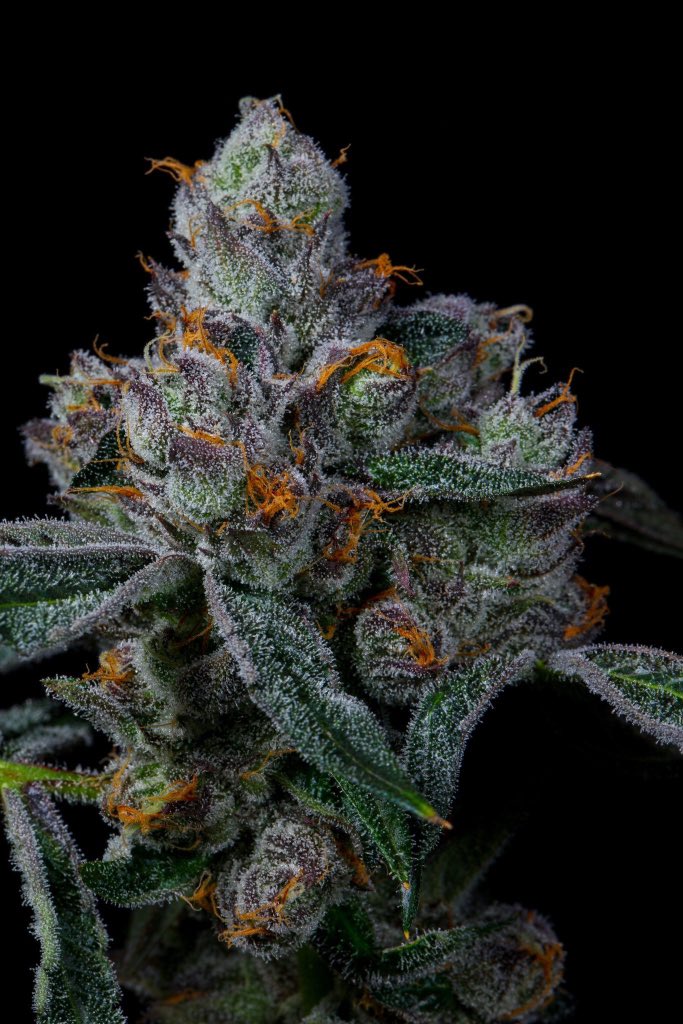 Doja Pak tweet media