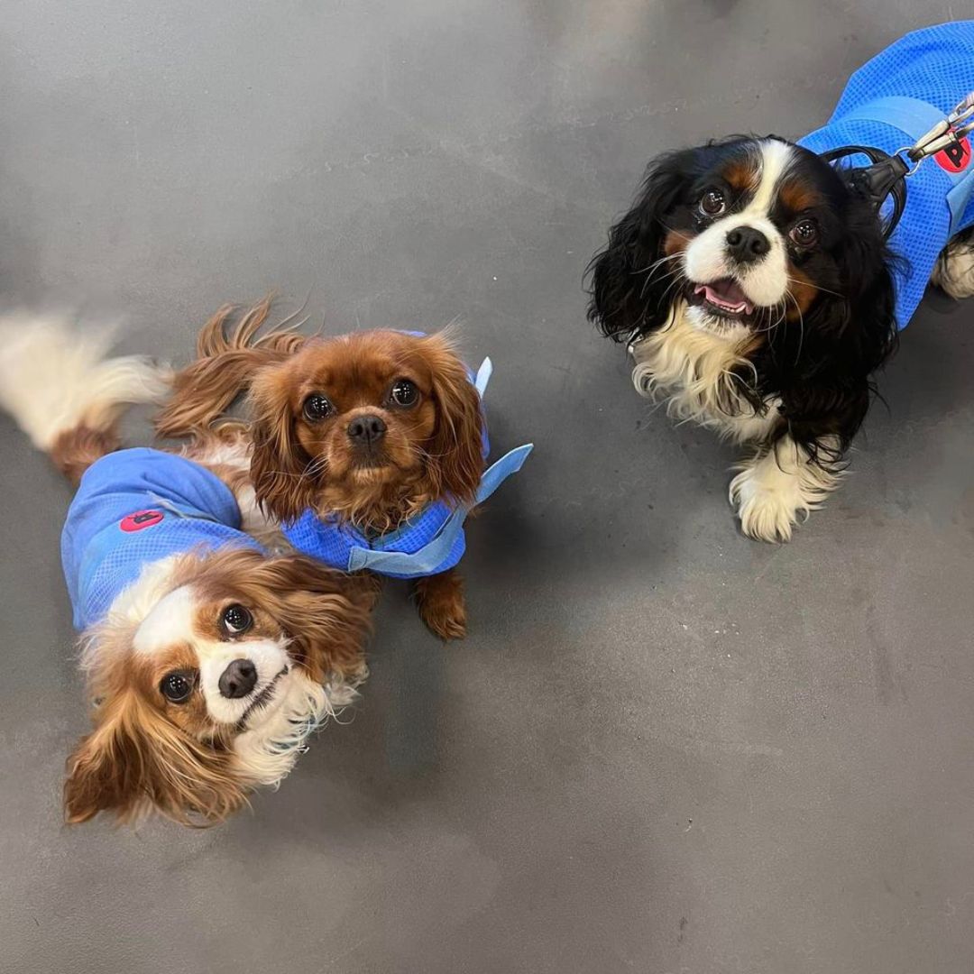 Keeping it cool in style!
Designed to beat the heat and provide maximum comfort, these jackets are the ultimate summer must-have for your canine companions.
Browse pet products online today pulse.ly/wbv63az0me

#CoolingJackets #SummerEssentials #PetworldLove