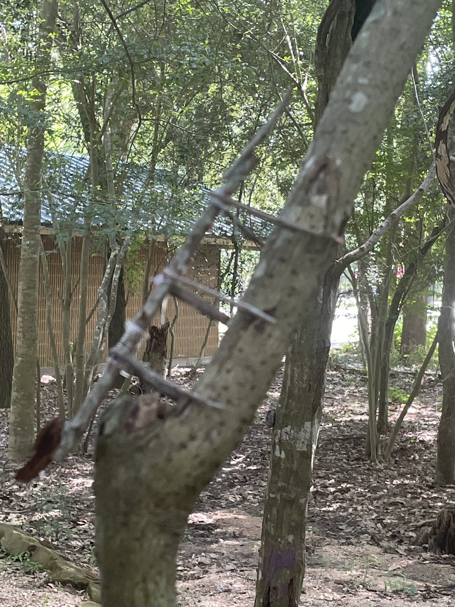 Out here Jesse H Jones Park doing Project Wild with amazing art teachers from Humble ISD. Nature Art. <a href="/HumbleISD_KPHS/">Kingwood Park HS</a>
#HumbleISDartists
<a href="/VisualArtHumble/">Humble ISD Visual Arts</a>
<a href="/HumbleISD/">Humble ISD</a>