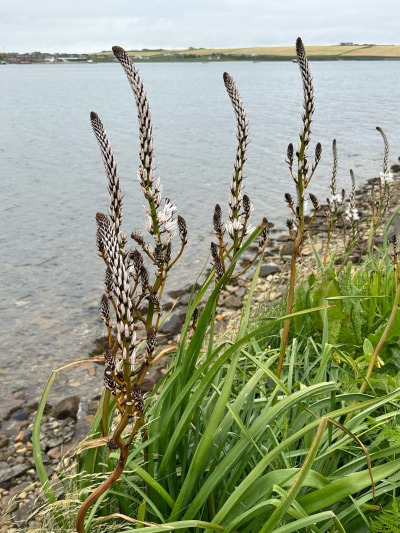BarrisStrey's tweet photo. Asphodelus albus: pianta dalle foglie lunghe e strette, sopra le quali si trovano steli ramificati, sormontati da guglie di gemme che si aprono ad inizio dell'estate; fiori molto bianchi. 
Caratteristica distintiva: la vena marrone che corre lungo il centro di ogni petalo. https://t.co/mcdCOOdzJ7