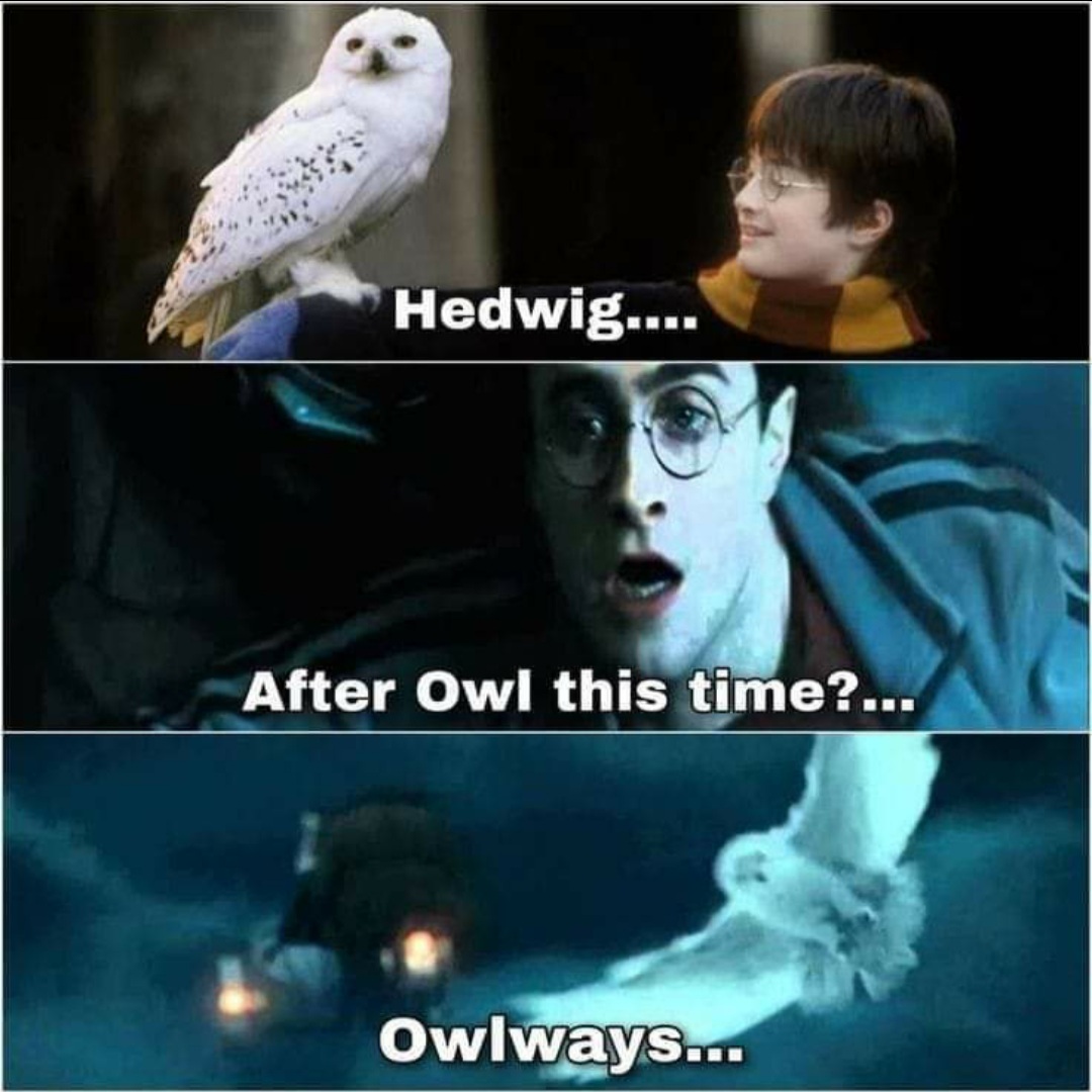 The best #owl you could ever hope for!

#harrypotter #hogwarts #memes #hedwig #gryffindor #wizardingworld #hogwartsapod #potterhead #animals