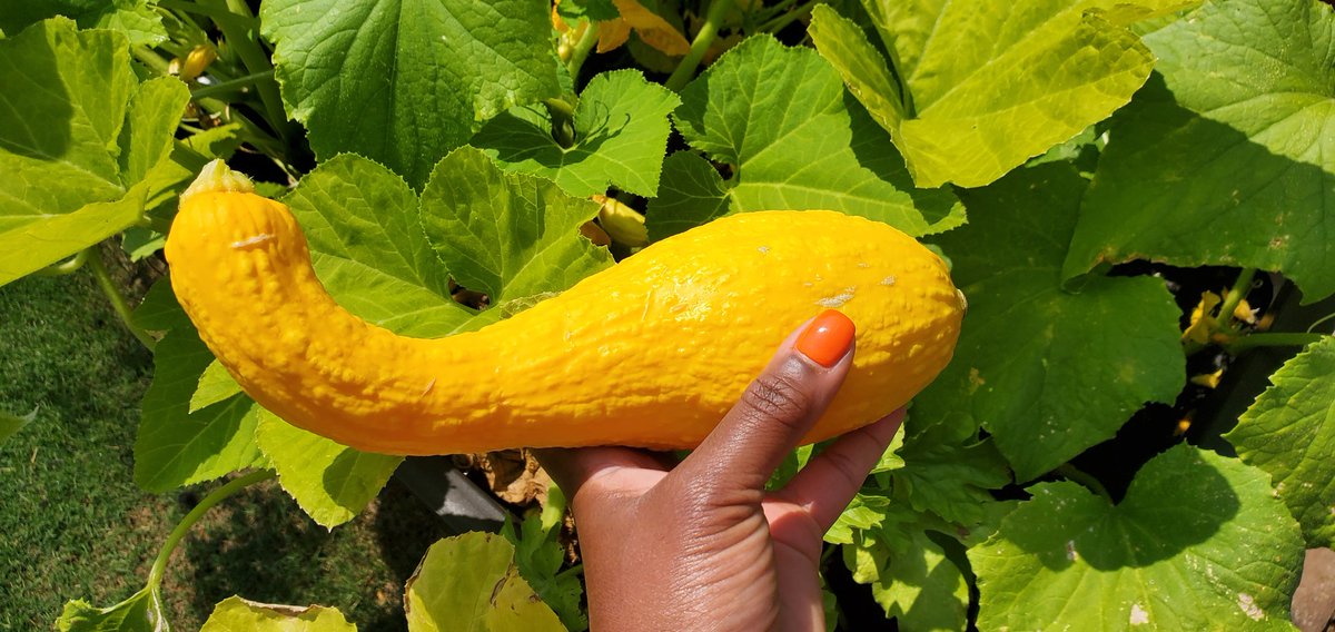 We just picked squash from our little garden! I can't believe the size of this thing!
