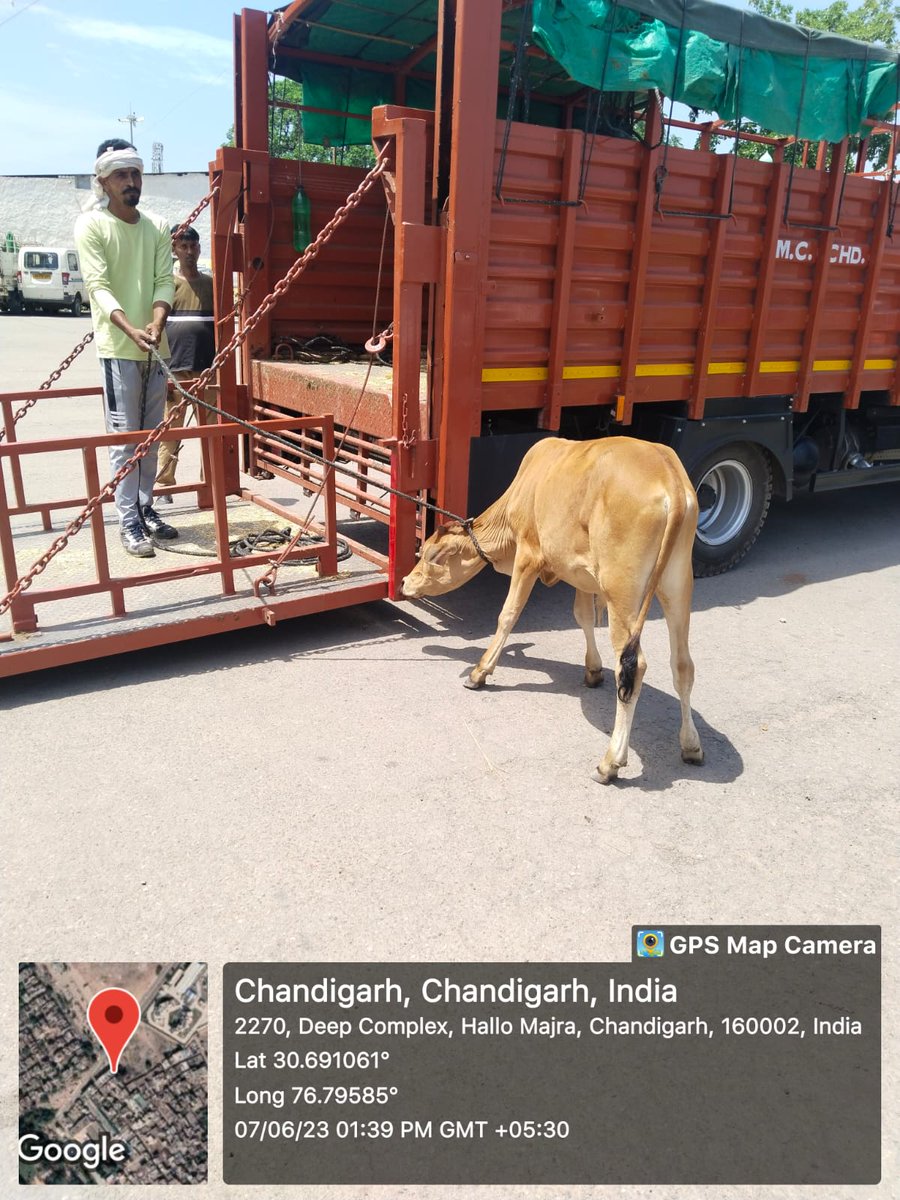 MCChandigarh's tweet photo. We ensure that Cattle are caught in a humane way and housed at Raipur Kalan Gaushala for their better care !
#CattleCatchingMCC
#Gauma
#Chandigarh
#HelpMCCMakeChdEvenMoreBeautiful
#AnimalRights
#AnimalCare https://t.co/Dc3QGJRnOt
