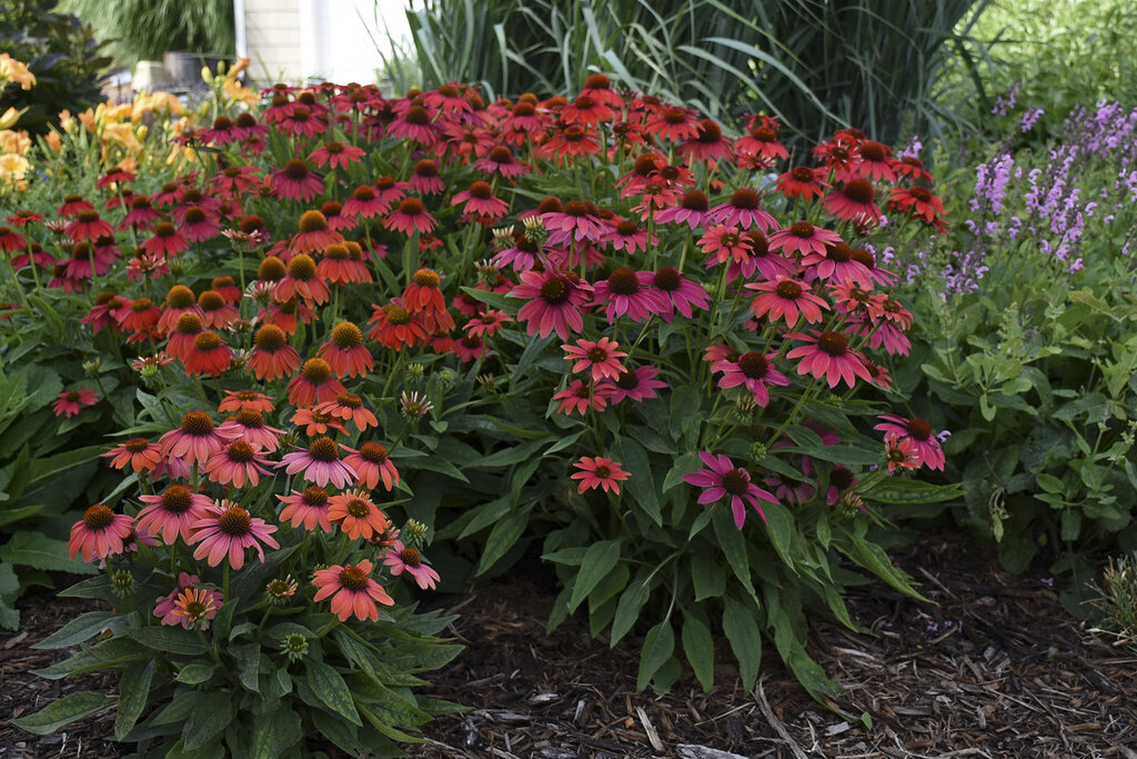 Do you have #claysoil?

With its tendency to dry slowly, clump together, and crust over when dry, it can be a challenge! However, there are amazing #perennials that will do well in these problem areas!

See 10 perennials for clay soil from <a href="/Proven_Winners/">Proven Winners</a> bit.ly/3MMOVj6