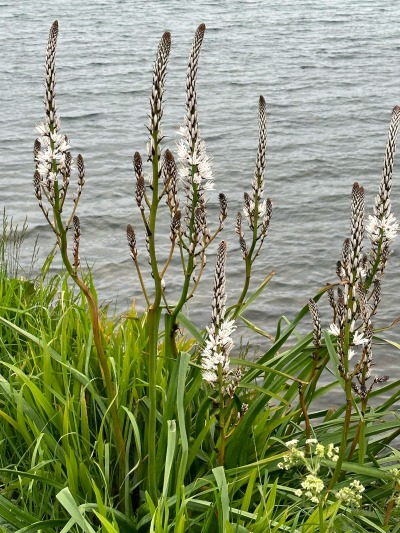 BarrisStrey's tweet photo. Asphodelus albus: pianta dalle foglie lunghe e strette, sopra le quali si trovano steli ramificati, sormontati da guglie di gemme che si aprono ad inizio dell'estate; fiori molto bianchi. 
Caratteristica distintiva: la vena marrone che corre lungo il centro di ogni petalo. https://t.co/mcdCOOdzJ7
