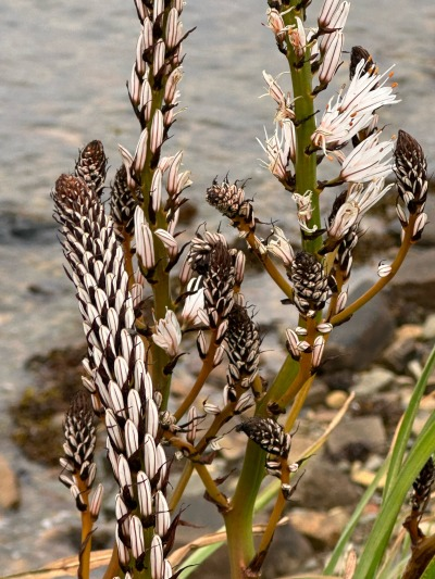 BarrisStrey's tweet photo. Asphodelus albus: pianta dalle foglie lunghe e strette, sopra le quali si trovano steli ramificati, sormontati da guglie di gemme che si aprono ad inizio dell'estate; fiori molto bianchi. 
Caratteristica distintiva: la vena marrone che corre lungo il centro di ogni petalo. https://t.co/mcdCOOdzJ7