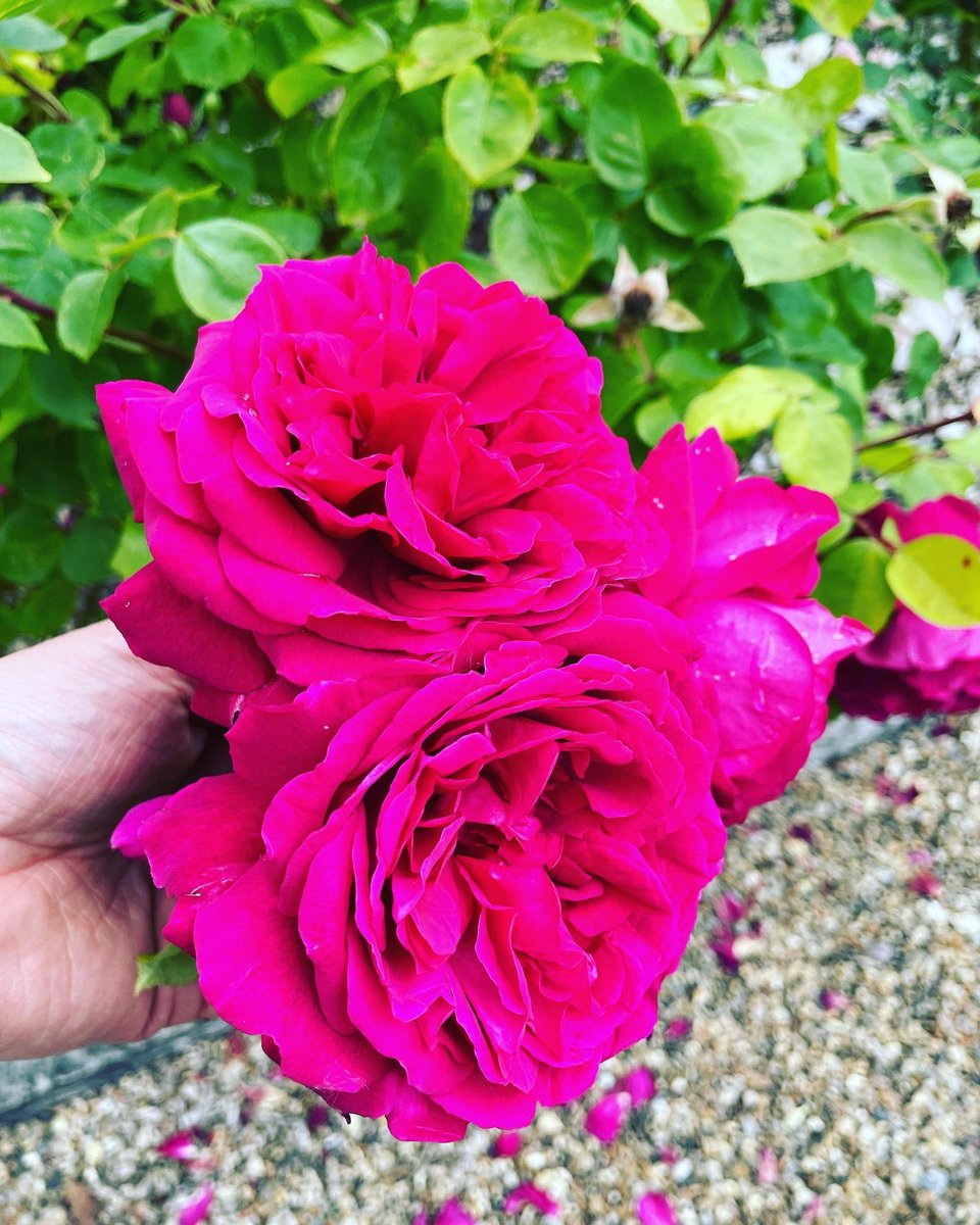 Head Gardener (@bishopsgardens) on Twitter photo Don’t miss out on this Sunday’s open garden (11th from 1-4.30pm), to raise money for the <a href="/countrysidefund/">The Royal Countryside Fund</a> who offer practical support for British farming families.
There will be stalls, refreshments and the garden’s own plant sales. We hope to see you there! Don’t miss out on this Sunday’s open garden (11th from 1-4.30pm), to raise money for the <a href="/countrysidefund/">The Royal Countryside Fund</a> who offer practical support for British farming families.
There will be stalls, refreshments and the garden’s own plant sales. We hope to see you there!