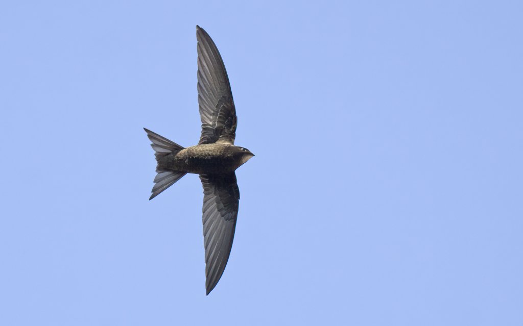 BirdLife Norge tweet media