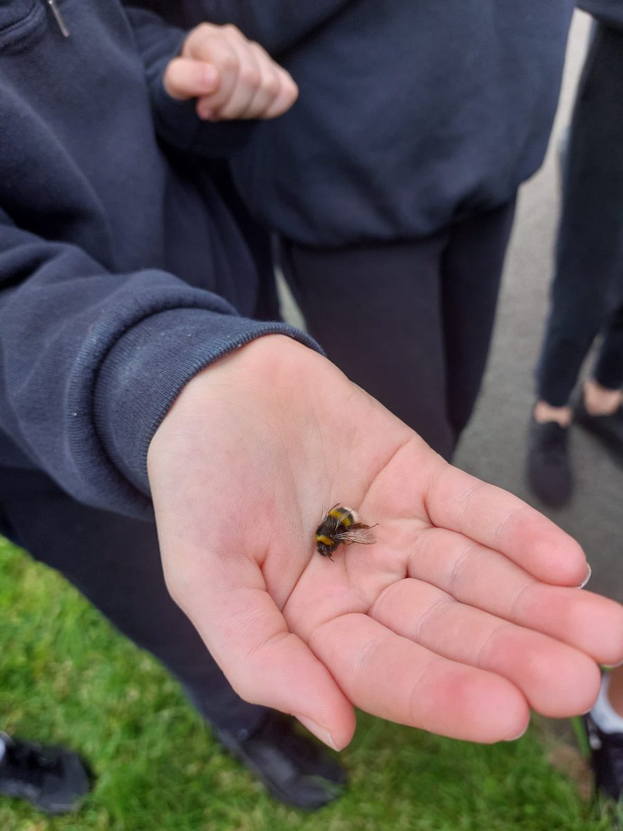 KilcoolePS's tweet photo. 5th would like to thank Mairéad from Biodiversity in Schools for the pollinator workshops today 🐝 #BiodiversityInSchools #PollinatorProject https://t.co/yXyXsk2Q1C