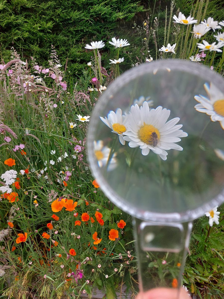 KilcoolePS's tweet photo. 5th would like to thank Mairéad from Biodiversity in Schools for the pollinator workshops today 🐝 #BiodiversityInSchools #PollinatorProject https://t.co/yXyXsk2Q1C