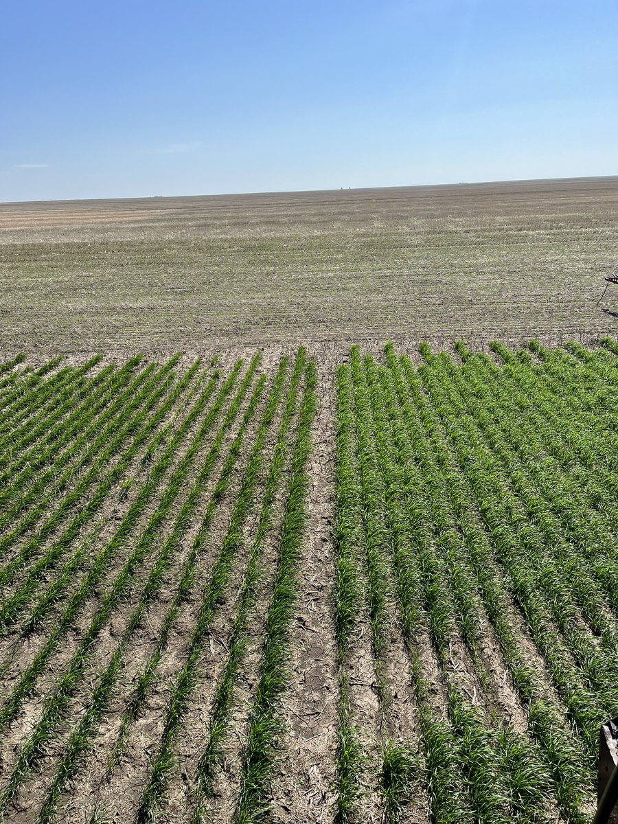 choppermac's tweet image. Nothing to see here. Just the corners of 3 fields meeting. No wild oats, no kochia. Great neighbors keeping tight field lines. 🙏 😎