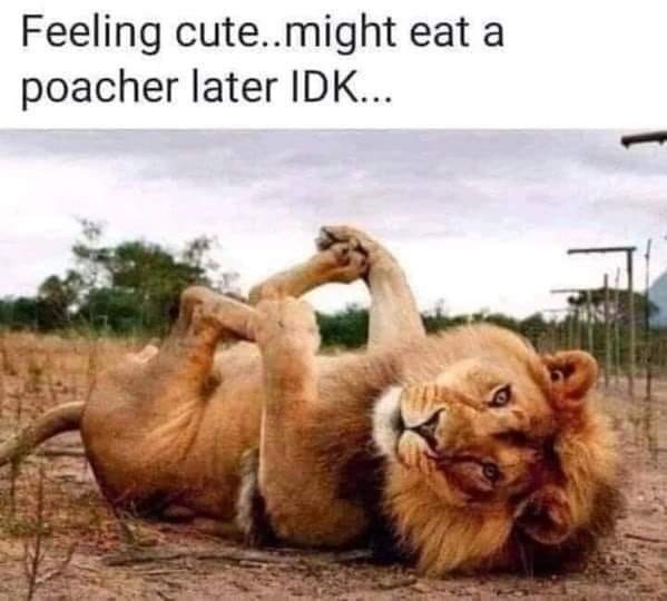 SocksFur's tweet photo. #LionStuff https://t.co/w8k9qr6i0X