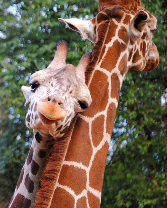 Love 💚
#giraffelife #giraffes #giraffelove #giraffe #giraffelovers #giraffecentre #giraffeart #giraffemanor #giraffefamily