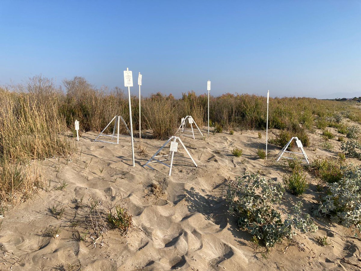 Everyday, new turtle nests are protected! 
#carettacaretta #cheloniamydas #cyprus #seaturtle