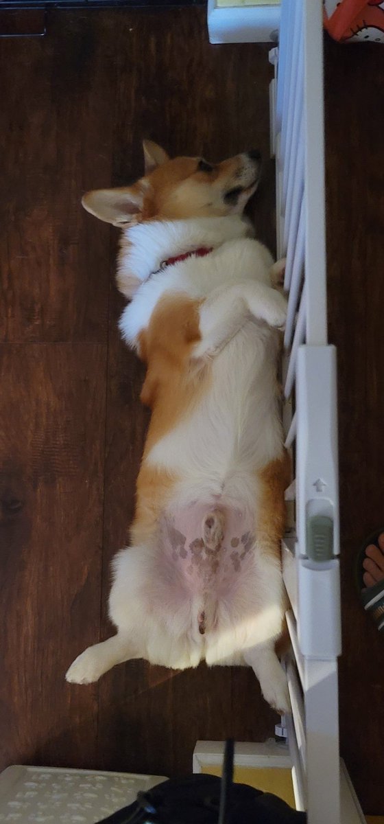 BootsAndQats's tweet photo. @pavoliareine Hammy says hi https://t.co/kpkehZgxFW