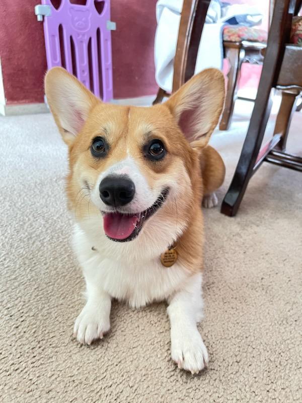 BootsAndQats's tweet photo. @pavoliareine Hammy says hi https://t.co/kpkehZgxFW
