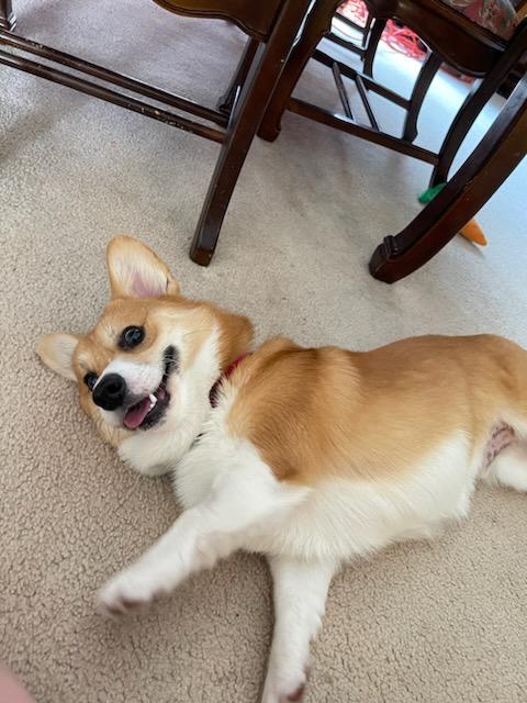 BootsAndQats's tweet photo. @pavoliareine Hammy says hi https://t.co/kpkehZgxFW