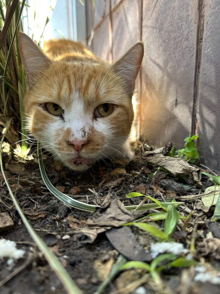 fabiompalves's tweet photo. AJUDA! Esse gatinho(a) foi encontrado aqui no Água Verde (Rua Saint Hilaire- Curitiba) e está super assustado!

Apareceu de manhã aqui no prédio e estamos buscando que pode ser o dono(a).

Repassem/Retweet pra ajudar 🤍
#Ajuda #Curitiba #Gato https://t.co/CWqa5tgwXv