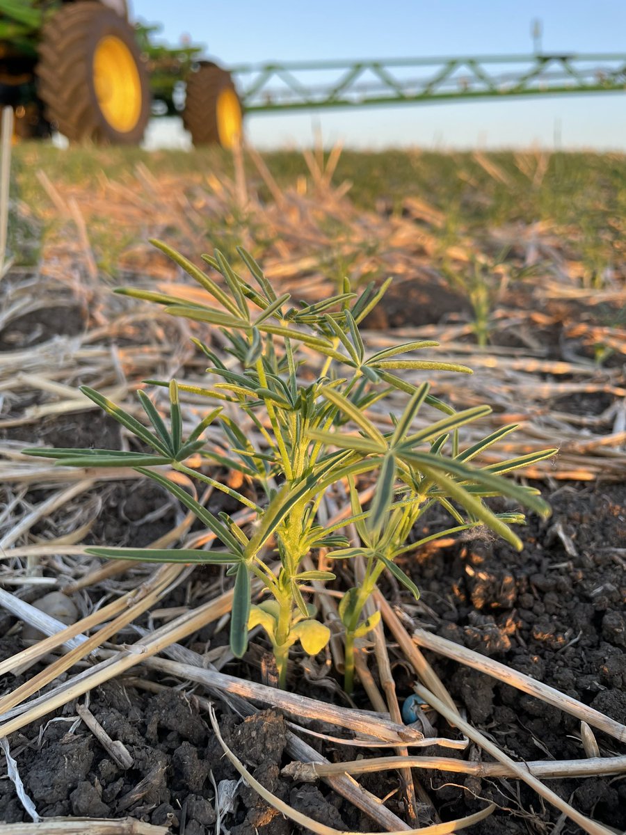 Robyne Bowness Davidson tweet media