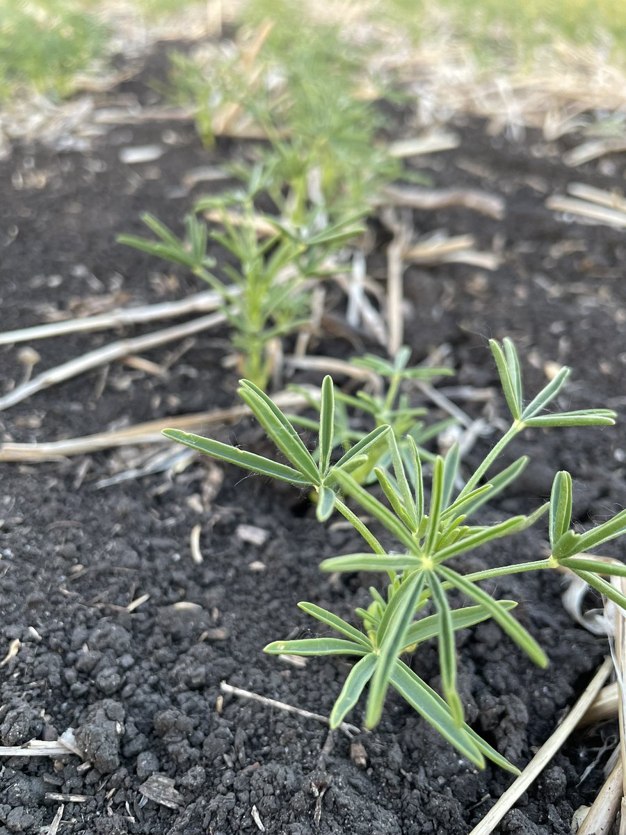 Robyne Bowness Davidson tweet media