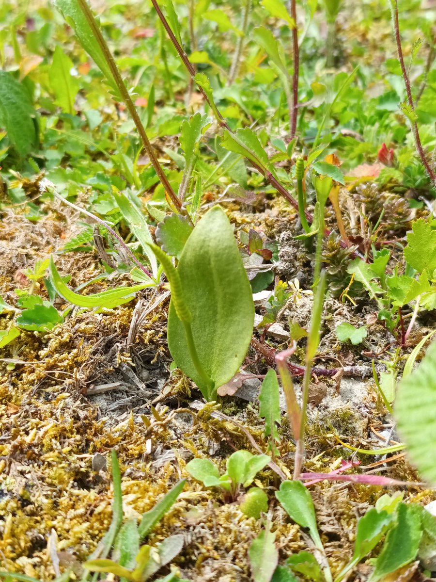WildflowerUrban's tweet photo. Adder's Tongue Fern, Ophioglossum vulgate, from Kent Botanical Recording Group's visit to Monkton Nature Reserve. 
Loved that they were only a couple of cm tall.

One more flower off the #30for30 list. 8 down now! 

#adderstonguefern #ophioglossumvulgatum https://t.co/0bqHEDRzpw