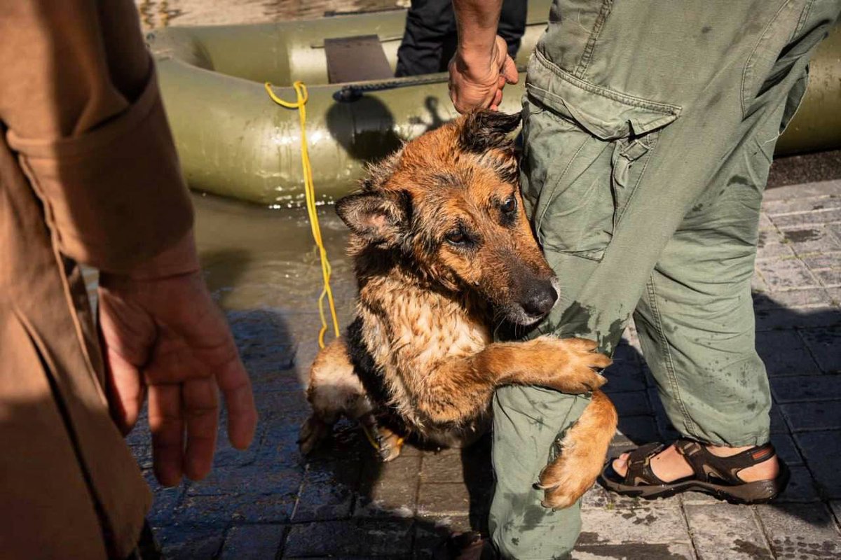 Just look in the eyes of this poor doggo rescued by the emergency services in #Kherson region, south #Ukraine, now partially flooded due to #Russia destroying #Kakhovka dam. Photos by Serhii Korovayny korovayny.com/russianukraini…