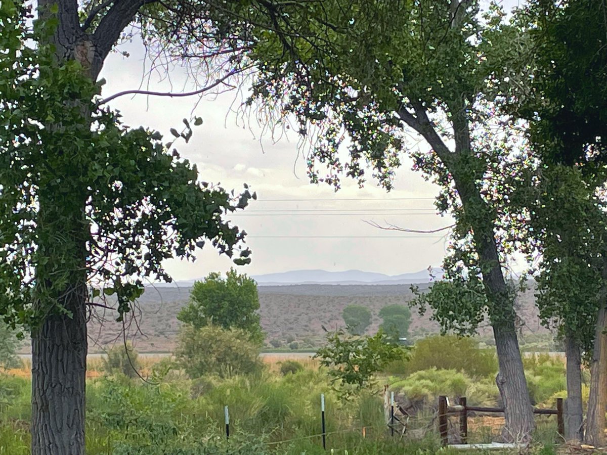 Laura Cunningham on Twitter "Pouring rain in the northern Mojave