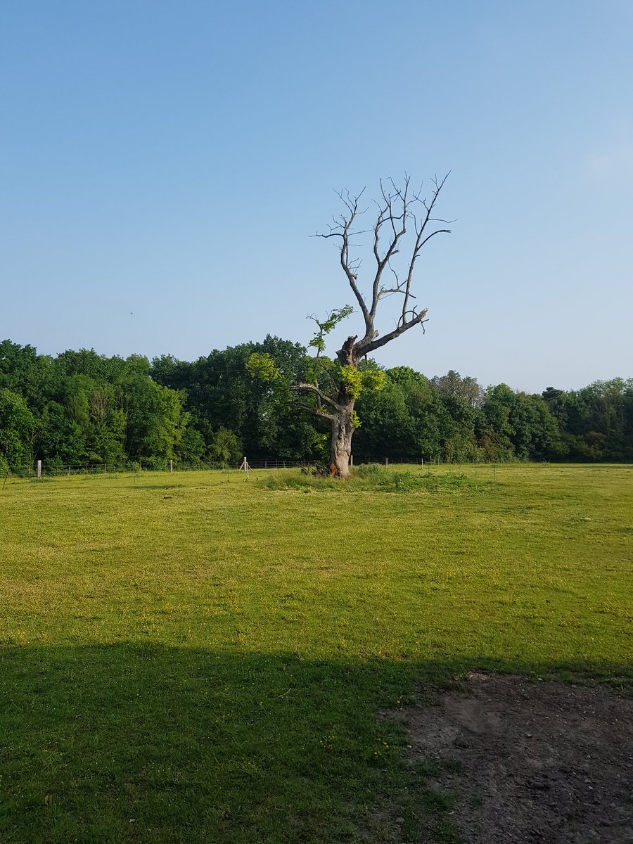 EkoLogIt's tweet image. Another #CoolTree session this week, removing pan traps filled with tiny critters, in beautiful rural and urban settings around @AmiensMetropole @CoolTreeProject 😍