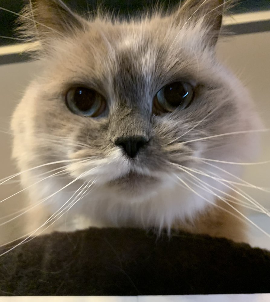 Therese83304388's tweet photo. My recent sleepyfail is not entertaining my cat enough when I get home from work so she sleeps all day and then pokes and prods me all night so I don't get any sleep! #sleepyfails #sweepstakes @Casper https://t.co/BS7R24V5u4