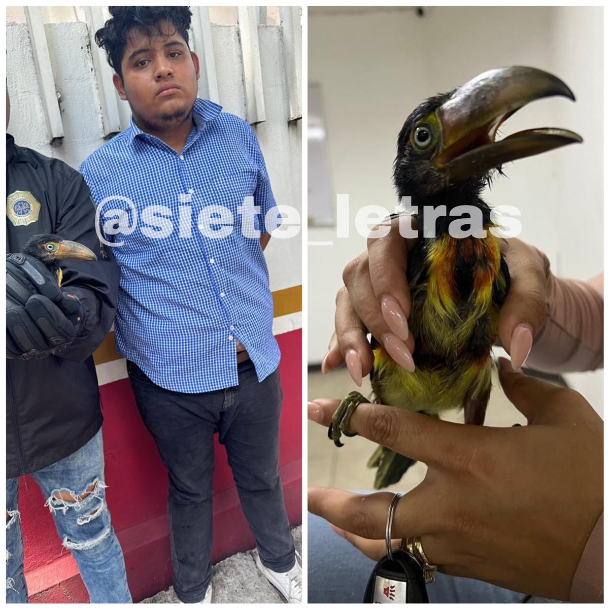 siete_letras's tweet image. Vendía tucán en peligro de extinción por $40 mil:

Manuel (19) supuestamente viajó desde Oaxaca para vender el tucán en la colonia Mirella, pero ahí fue detenido por @SSC_CDMX.

Estaba ofreciendo el ave sobre Panaderos y Orfebrería.