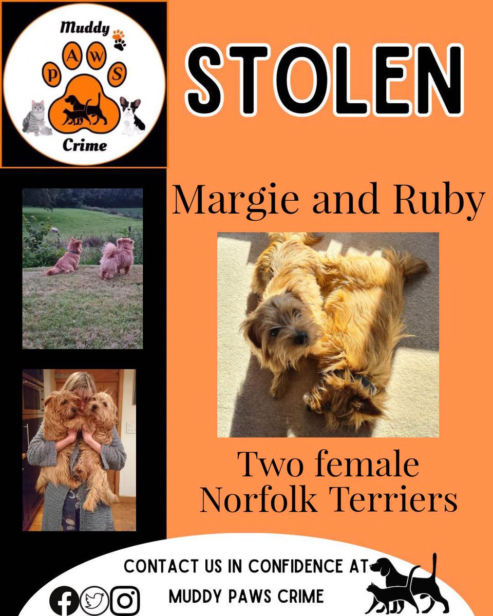 #StolenMargieandRuby are both #female  #NorfolkTerriers who were last seen by their family on the 24th #June  2021, they were cruelly stolen from their home in #Cornwall PL12. So #desperately missed.  
#heartbreak 
#Dogsoftwitter
#dogsarefamily