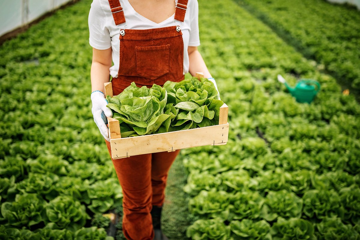 EarthDailyAgro's tweet photo. It’s #WorldFoodSafetyDay, but many consumers don’t realize how far their foods travel. By producers and distributors source crops like grain, #EarthDaily can play a vital role in ensuring freshness and quality. https://t.co/KVyH3N9d5G #geospatial #geosysPlatform #EarthObservation https://t.co/93gdrGcNH5