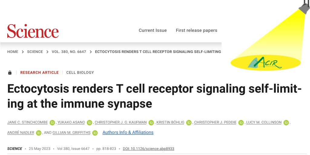 ACIR_org's tweet photo. To understand how T cells disengage from targets to allow serial killing, @stinchcombejane @griffiths_lab used peroxidase labeling of CD3ε and advanced imaging to follow TCR fates during interactions with target cells. https://t.co/7zvQVrhgMk https://t.co/m6y031p5jo
