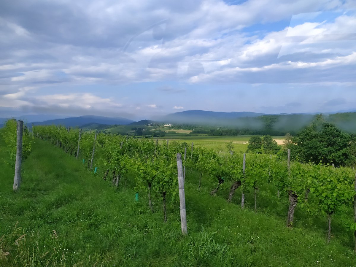MarjoletCeline's tweet photo. Acteurs du maraîchage plein champ ou hors sol, arboriculture, viticulture en PDL, on avance sur la construction d'une filière de #fertilisants #biosources produits à partir de coproduits/ résidus/ déchets de la filière. Avec le support des partenaires européens @rusticaproject. https://t.co/Evhy6UqtNj