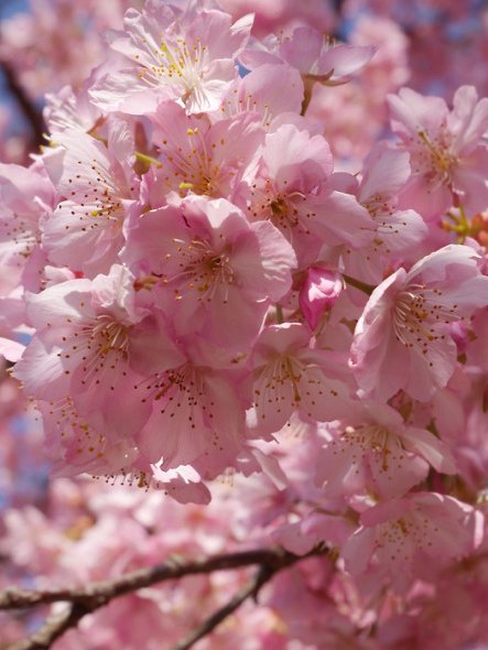 BarrisStrey's tweet photo. Cherry blossoms https://t.co/EgG1Ud8X43