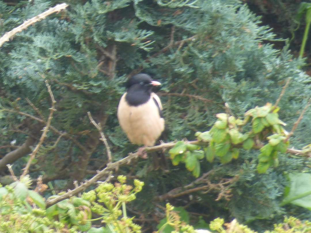 Rose colored Starling Titchwell village