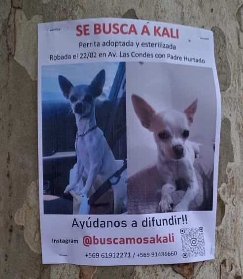 jrdevices's tweet photo. Se busca de manera urgente..una familia está sufriendo la ausencia de esta linda regalona.. me ayudan a ver si se hace el milagro..?
@urrutia_sonia @KarendTV @blanco_odette @iritas1117 @DiaztabitaE @SnoopyRossental @PerrosPlazaHuem @callejeritosDLV @laperridonna @Karindy1234 https://t.co/VePpHOZ4aH