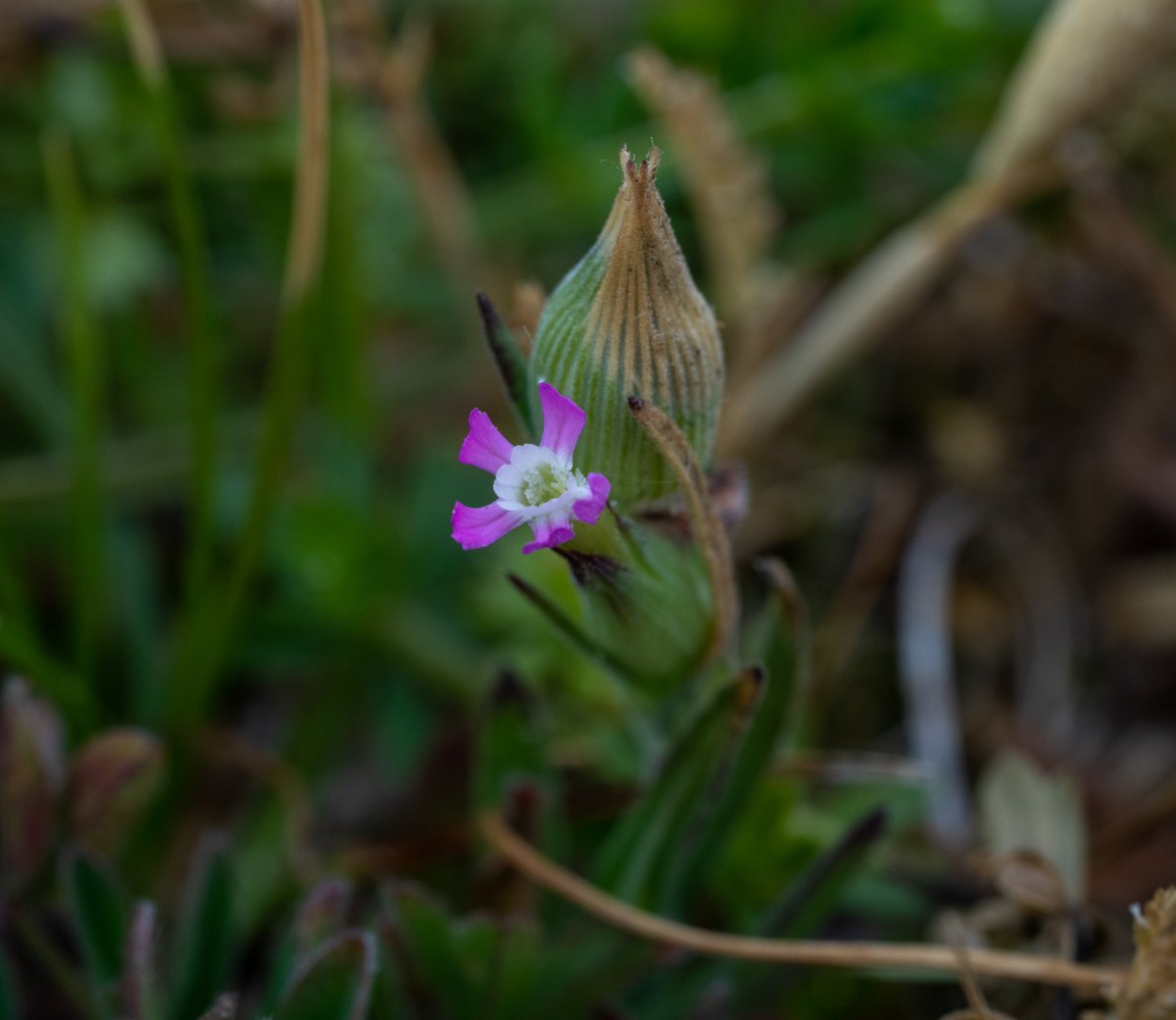 Inspired and helped by that botanical force of nature <a href="/NatureLark/">Moira O'Donnell 🏴󠁧󠁢󠁳󠁣󠁴󠁿</a> 😃 I visited Sandwich Bay today. Amazing place with Clove Scented Broomrape, star of the show, Common Blue seems to agree, and vivid Wild Clary. Hundreds of tiny Sand catchfly. Sadly the Lizard Orchids all in bud.