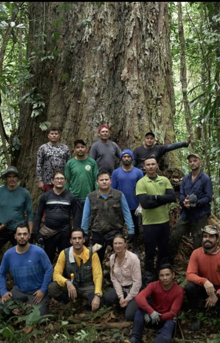 Robson_Forest's tweet photo. Essa é a maior árvore da América do Sul, um Angelim vermelho de 88,5 m. A reportagem especial que mostra nossa quinta expedição está agora disponível em: https://t.co/ZRqQ0Bv1lx. Trabalho incrível de Pablo Albarenga. https://t.co/y65wGF6b2n