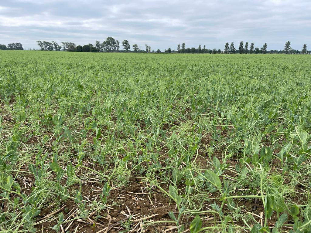 AlexWil92208892's tweet photo. Peas growing away well and looking a picture despite the cool dry conditions near Cambridge this morning.
#lotsofpotential https://t.co/Qp4v4eW6xN