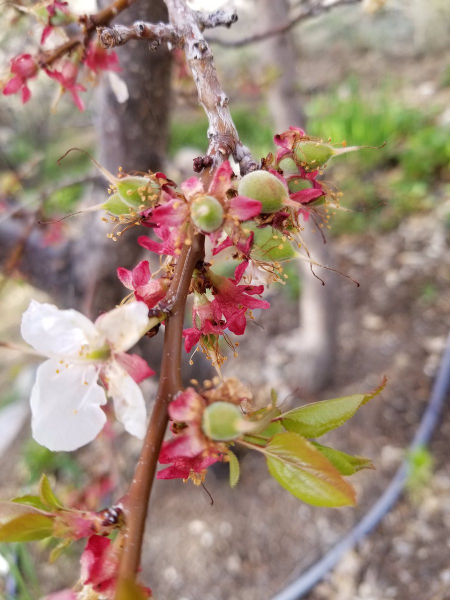 “Most of us in the Crestone/Baca area did not have a killing frost for the month of May. That is a first for my 30 years of gardening in the area.” - Matie Belle Lakish #climatechange #warmingtrend #highaltitutegardening  #localnews