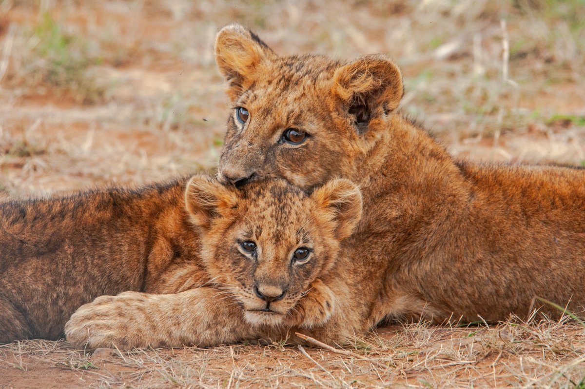 Lions of Nairobi 

'Tight hugs are the best....' - Renee AKA Wakanesa

#LionsOfNairobi #NairobiNationalPark #Simba #Nairobae #Nairobi #RoundiMwitu #WildlifePhotography