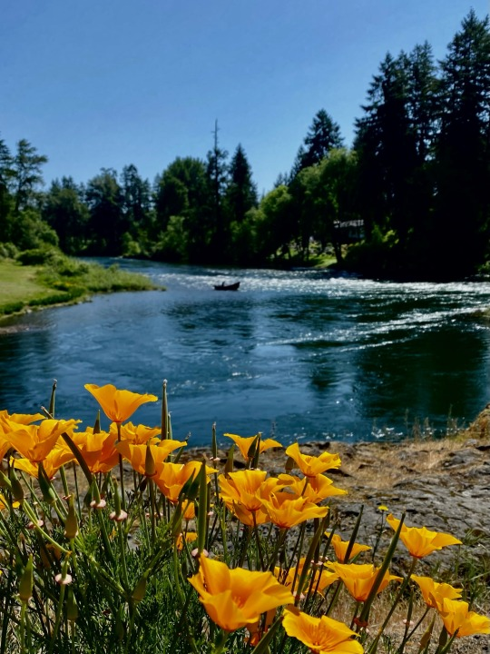 BarrisStrey's tweet photo. South Santiam River. https://t.co/HsTRogoFqk