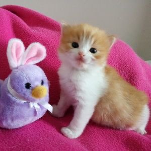 mumblr is alib!!, heer tu sae,,, yu ar all lobved n valid!,, do not let aniun bring yu down!,
haby pride,,,!