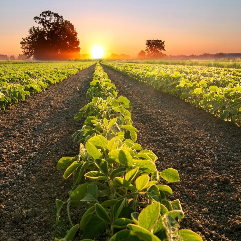 agrohuman tweet picture